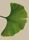 [Ginko Leaf icon]